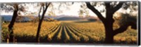 Vines in Far Niente Winery, Napa Valley, California Fine Art Print