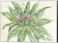 Succulent No. 1 Fine Art Print