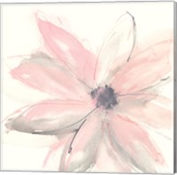 Blush Clematis I Fine Art Print