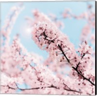 Cherry Blossom Clouds Fine Art Print