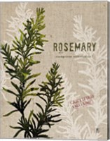 Organic Rosemary No Butterfly Fine Art Print