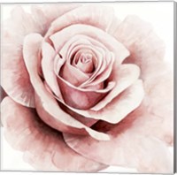 Pink Rose I Fine Art Print