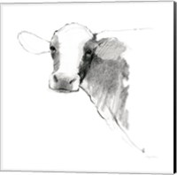Cow II Dark Square Fine Art Print
