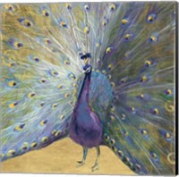 Purple and Gold Peacock Fine Art Print