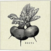 Linen Vegetable BW Sketch Beets Fine Art Print