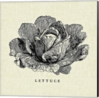 Linen Vegetable BW Sketch Lettuce Fine Art Print