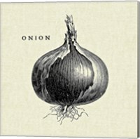 Linen Vegetable BW Sketch Onion Fine Art Print