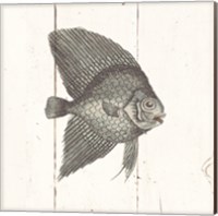 Fish Sketches III Shiplap Fine Art Print
