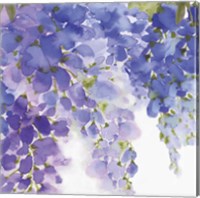 Wisteria II Fine Art Print