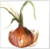 Onion Fine Art Print