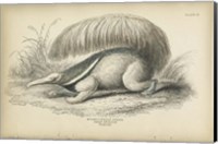 Great Anteater Fine Art Print