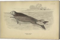 Sea Otter Fine Art Print