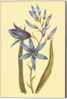 Camass and Wild Hyacinth Fine Art Print