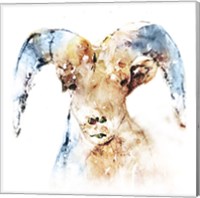 Watercolour Ram Fine Art Print