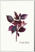 Purple Basil Fine Art Print