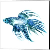 Fish IV Fine Art Print