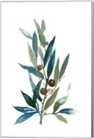 Olive Branch I Fine Art Print