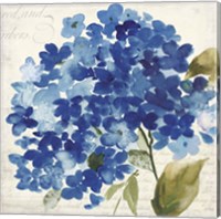 Hampton Hydrangea II Fine Art Print