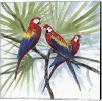 Parrots Fine Art Print