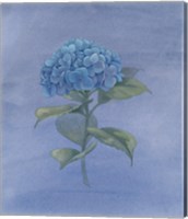 Blue Hydrangea IV Fine Art Print
