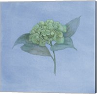 Blue Hydrangea II Fine Art Print