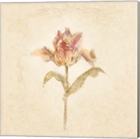Zoomer Schoon Tulip on White Crop Fine Art Print