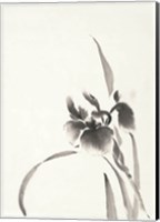 Japanese Iris I Fine Art Print