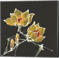 Magnolia on Black II Fine Art Print