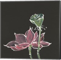Lotus on Black III Fine Art Print