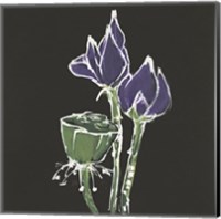 Lotus on Black II Fine Art Print