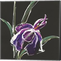 Iris on Black III Fine Art Print