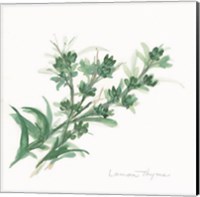 Lemon Thyme Fine Art Print