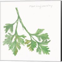 Flat Leaf Parsley Fine Art Print