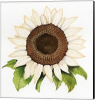 Autumn Elegance White Sunflower Fine Art Print