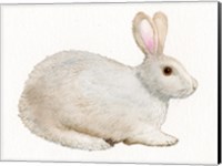 Spring Bunny IV White Fine Art Print