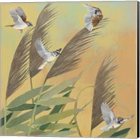 Sparrows and Phragmates Sq Fine Art Print