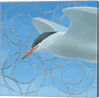 Common Tern Fine Art Print
