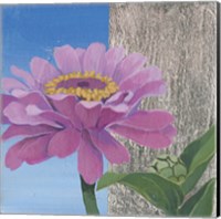 Zinnia Pink Fine Art Print