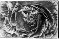 Ranunculus Abstract VI BW Fine Art Print