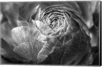 Ranunculus Abstract V BW Fine Art Print