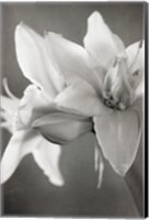 White Amaryllis II Fine Art Print