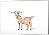 Goat Fine Art Print