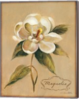 December Magnolia Vintage Fine Art Print