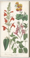 Salvia Florals I Fine Art Print