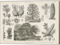 Pine Tree Botanik Fine Art Print
