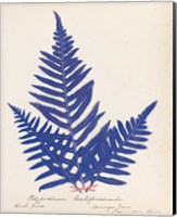 Botanical Fern XI Blue Fine Art Print