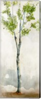 Watercolor Birch Trees I Fine Art Print