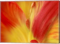 Tulipa Fine Art Print