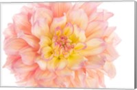 Coral Dahlia Fine Art Print