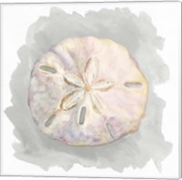 Shells on Grey IV Fine Art Print